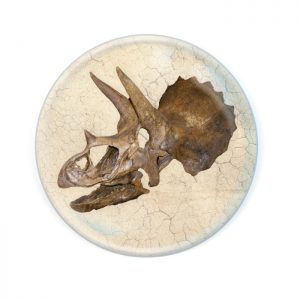 Magnidome Triceratops Skull