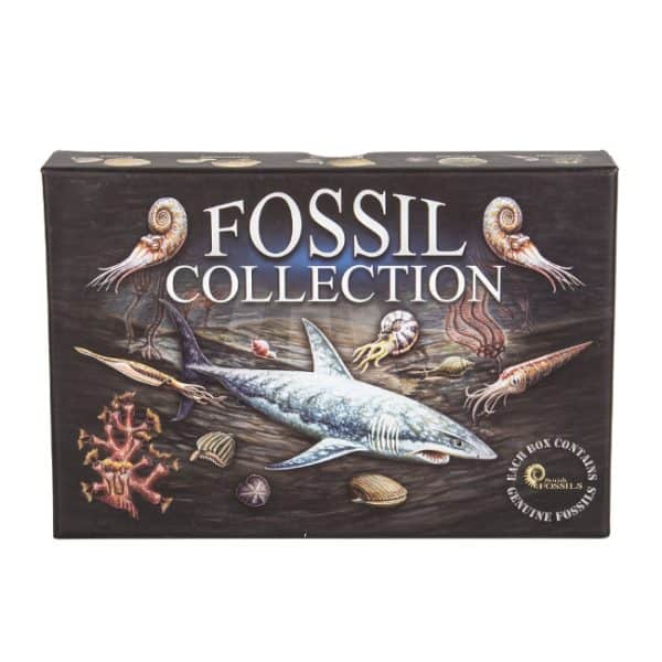 Fossil collection verzameldoos