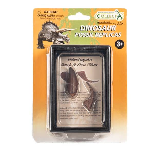Dinosaur Replica - Velociraptor tand en klauw